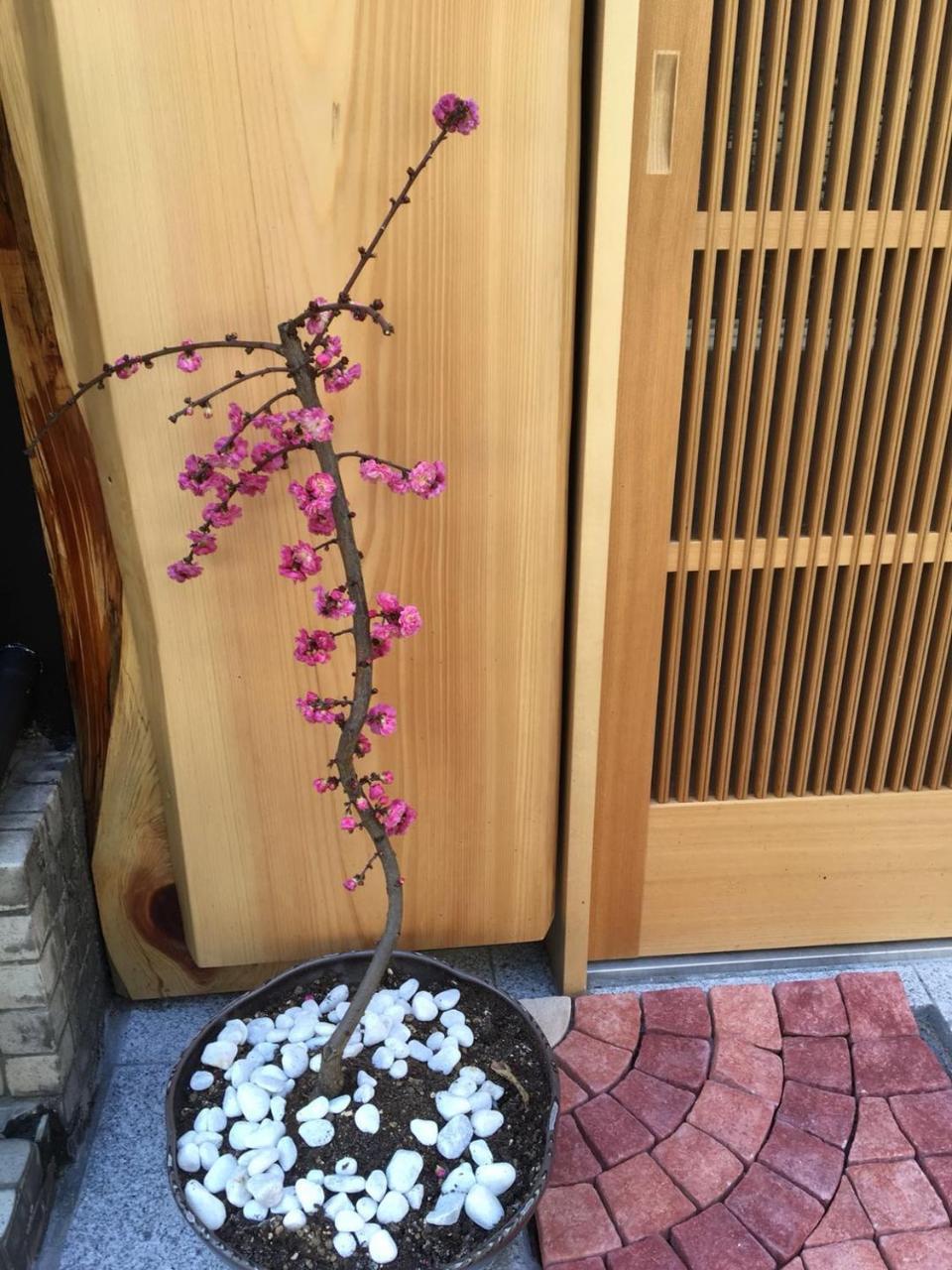 Appartamento 美築八坂 Kyōto Esterno foto